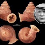 Anauchen picasso.jpg