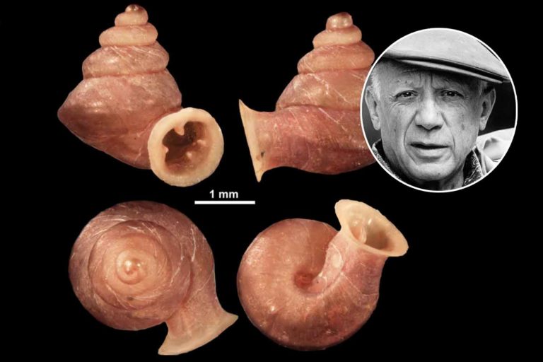 Anauchen picasso.jpg