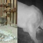 Animali bloccati muro Arizona.jpg