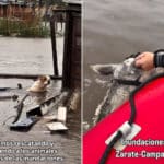 Animali inondazioni Argentina.jpg