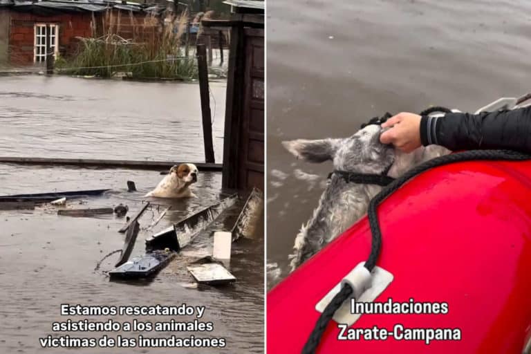 Animali inondazioni Argentina.jpg