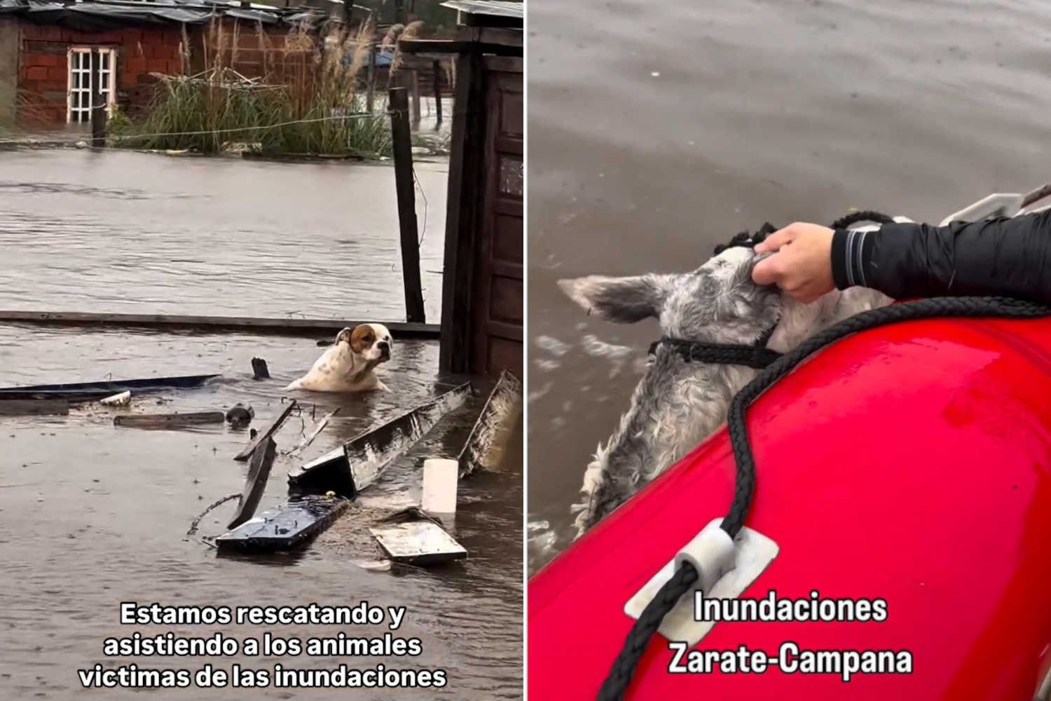 Animali inondazioni Argentina.jpg