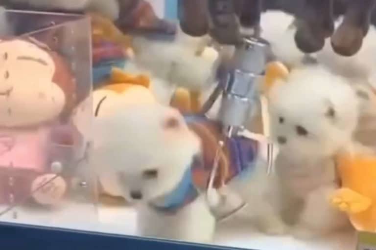 Animali vivi distributori automatici.jpg