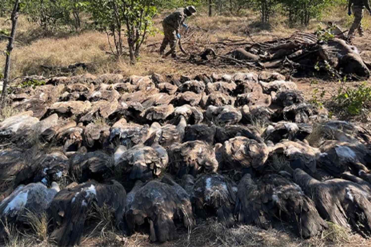 Strage di avvoltoi in Sudafrica: oltre 120 morti dopo aver ingerito i resti di un elefante avvelenato dai bracconieri 1 Avvoltoi avvelenati.jpg