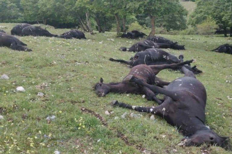 Cavalli folgorati.jpg