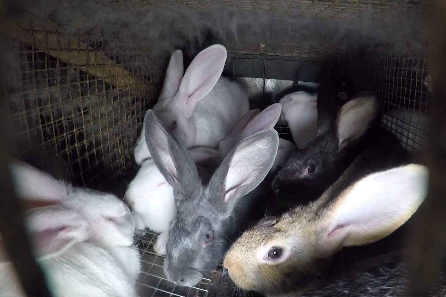 Un altro allevamento degli orrori ha chiuso: c’erano 5mila conigli stipati in gabbie minuscole 1 Chiuso allevamento conigli.jpg