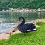 Cigno nero.jpg