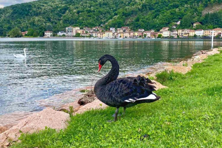 Cigno nero.jpg
