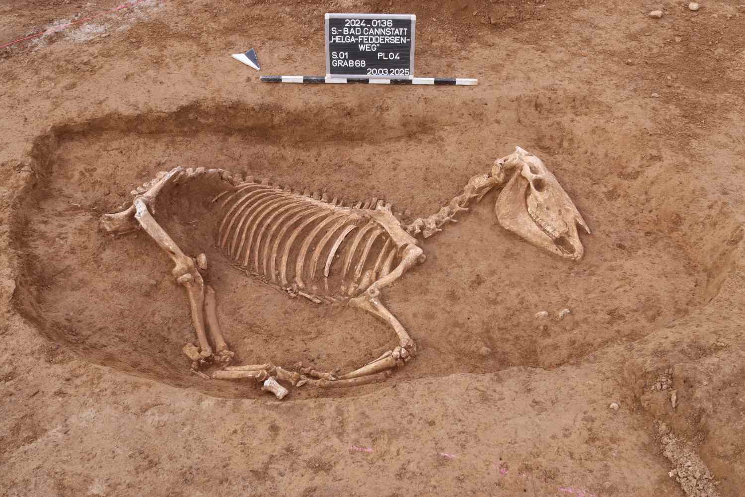 Scoperto un cimitero di cavalli da guerra romani risalente a 1.800 anni fa 1 Cimitero cavalleria romana.jpg