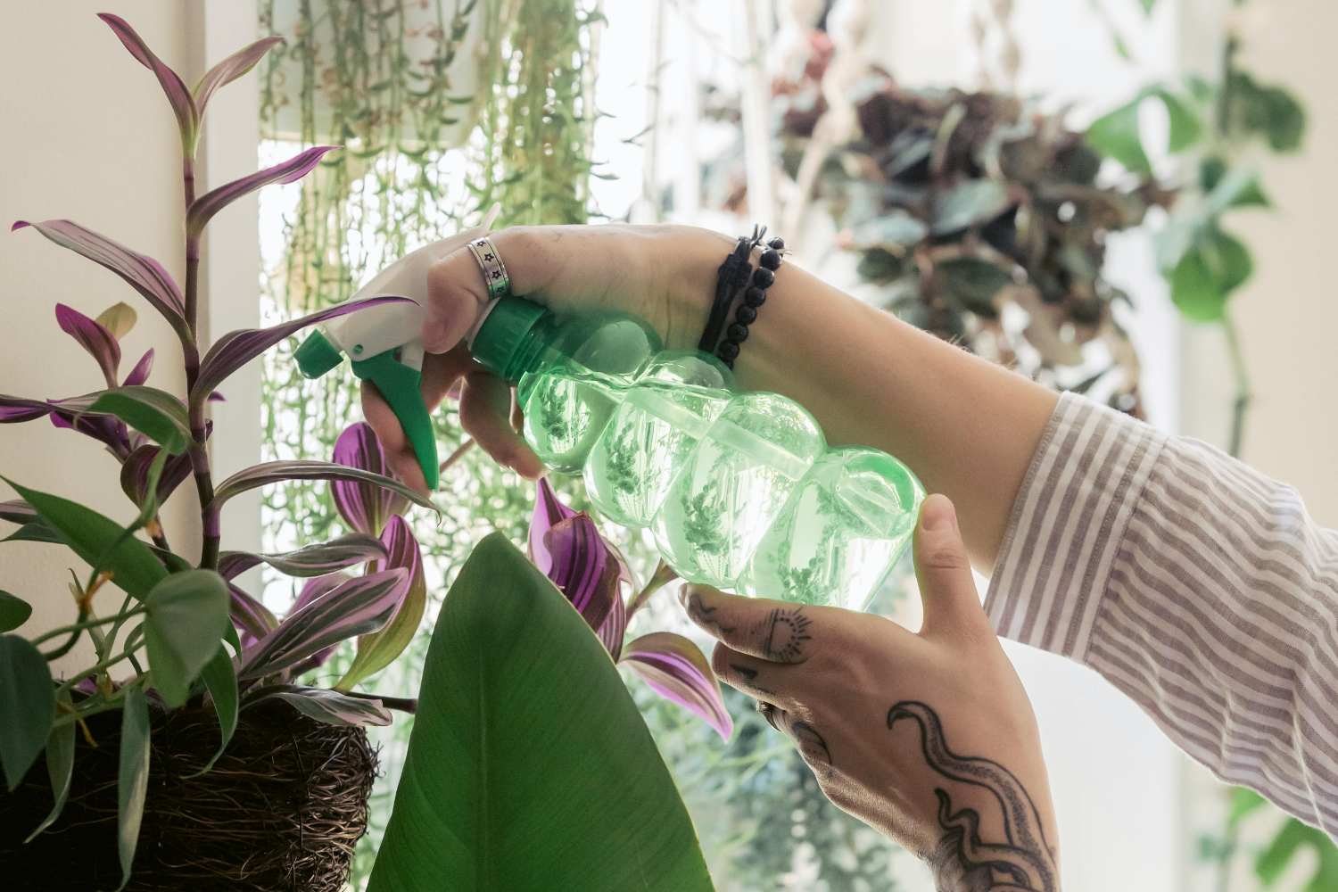 Spopolano i “plant sitter”: esperti che si prendono cura delle tue piante a domicilio (anche quando non ci sei) 1 Cura piante.jpg