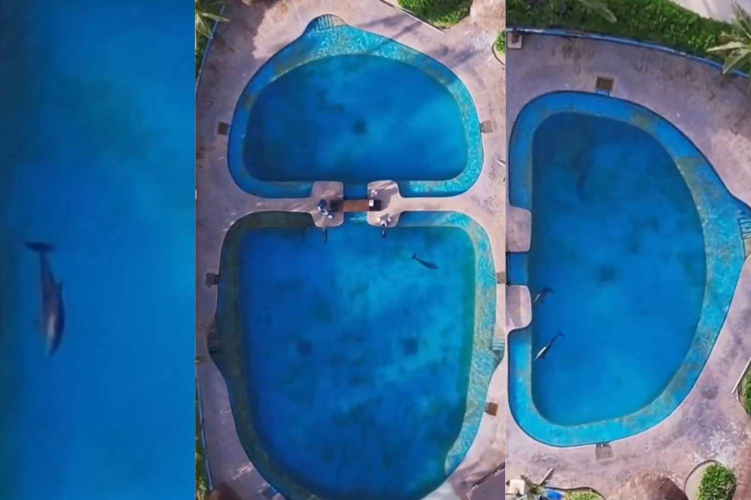 Delfinario del Barcelo Maya Grand Resort.jpg