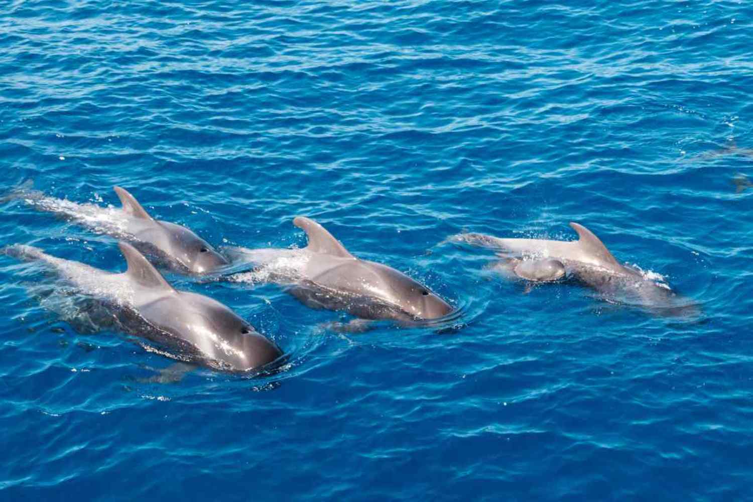 Ogni giorno a Zanzibar è “caccia” ai delfini: decine di barche li circondano per far nuotare i turisti con loro (ma i danni sono enormi) 1 Delfini fentanyl.jpg