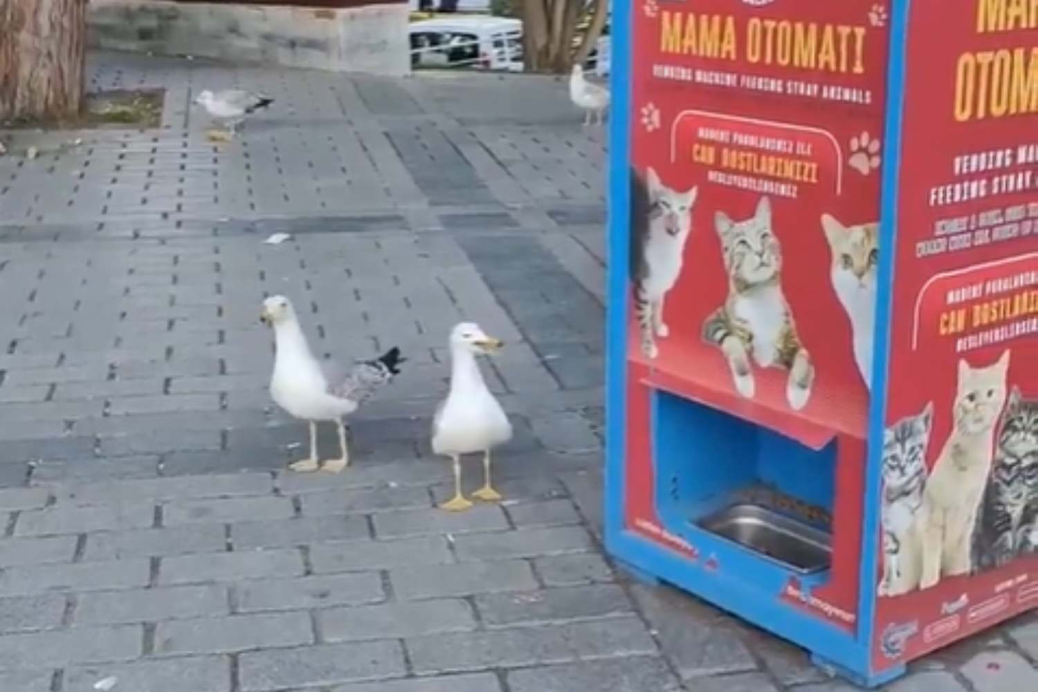 I gabbiani che miagolano per ottenere cibo ai distributori per gatti: la “truffa” più simpatica dell’anno 1 Gabbiani miagolano.jpg