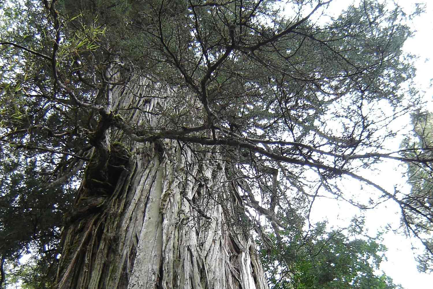 Il Gran Abuelo, l’albero più antico del mondo, è in pericolo: il governo cileno vuole costruire un’autostrada distruggendo il suo habitat 1 Gran Abuelo.jpg