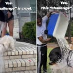 Ice Bucket Challenge cani.jpg