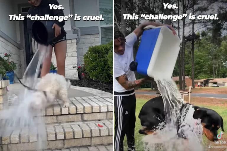 Ice Bucket Challenge cani.jpg