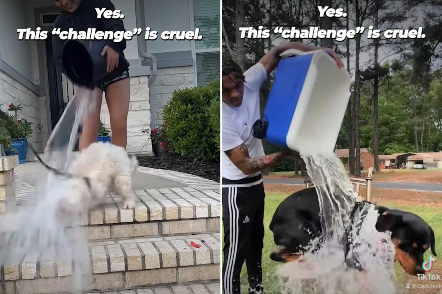 La deriva inquietante dell’Ice Bucket Challenge: è arrivata la versione per cani (ed è crudele e pericolosissima) 1 Ice Bucket Challenge cani.jpg