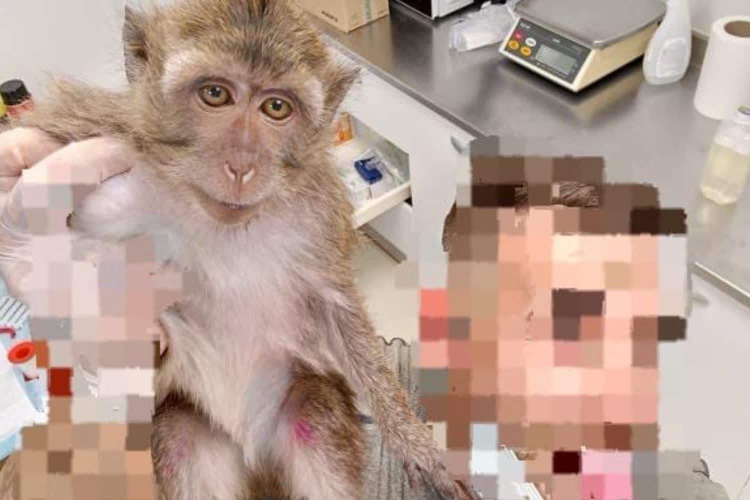 I selfie dell’orrore: così vivono migliaia di macachi detenuti in questo centro di sperimentazione 1 Immagini centro sperimentazione.jpg