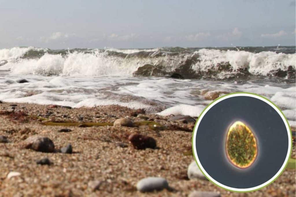 Invasione sargasso.jpg