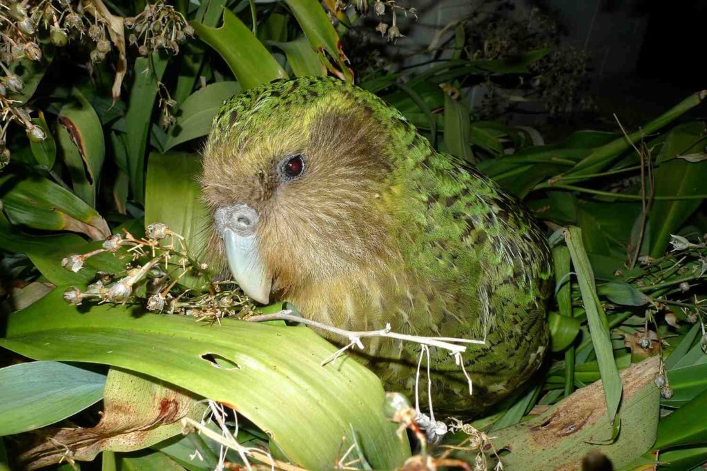 Kakapo.jpg