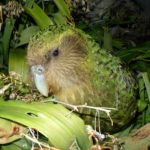 Kakapo.jpg