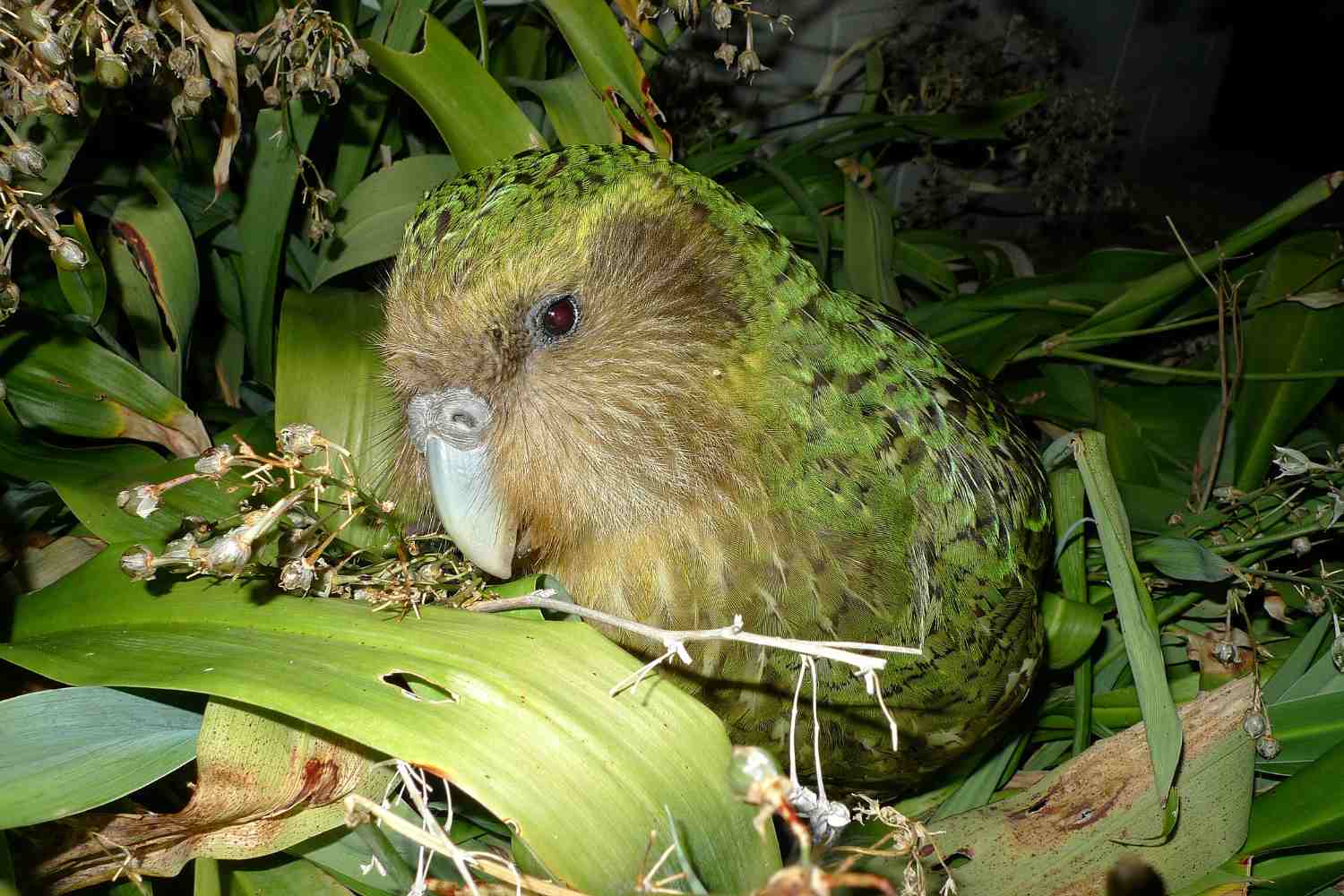 Il ritorno del kākāpō dopo oltre un secolo (anche grazie alle conoscenze Māori) 1 Kakapo.jpg