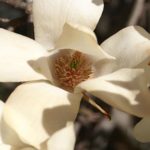 Magnolia.jpg
