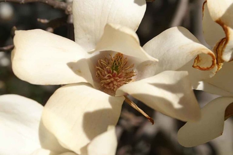 Magnolia.jpg