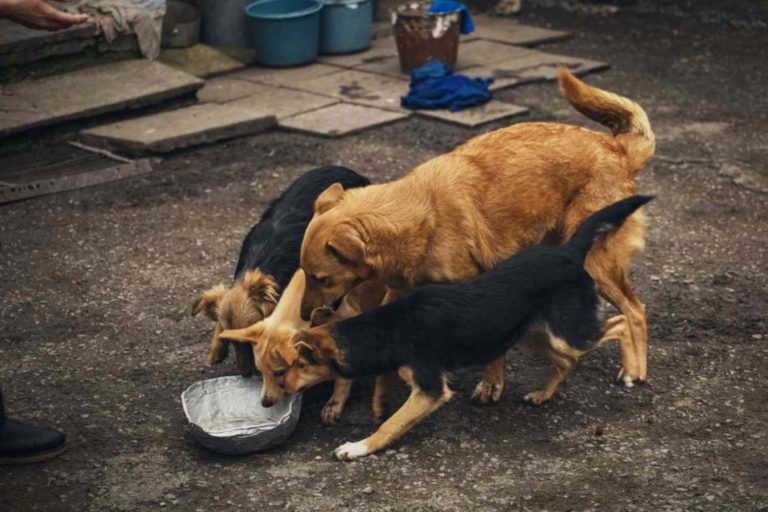 Marocco cani randagi.jpg