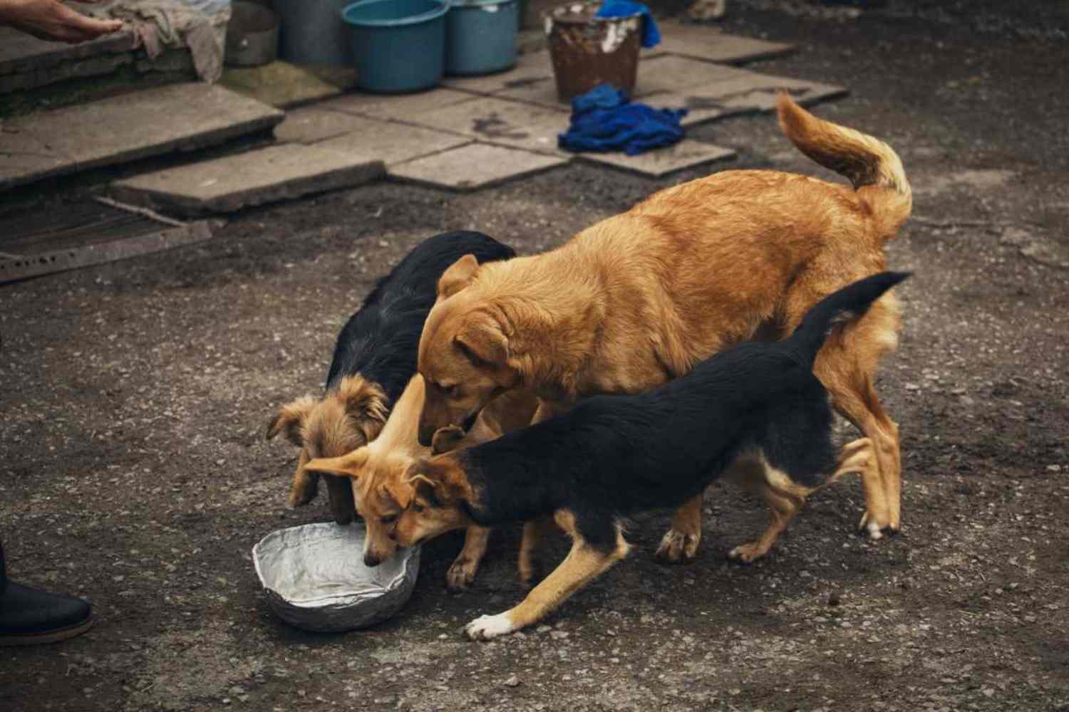 Il Marocco travolto dal caso dei cani randagi: abbattimenti sistematici in vista dei Mondiali 2030? 1 Marocco cani randagi.jpg