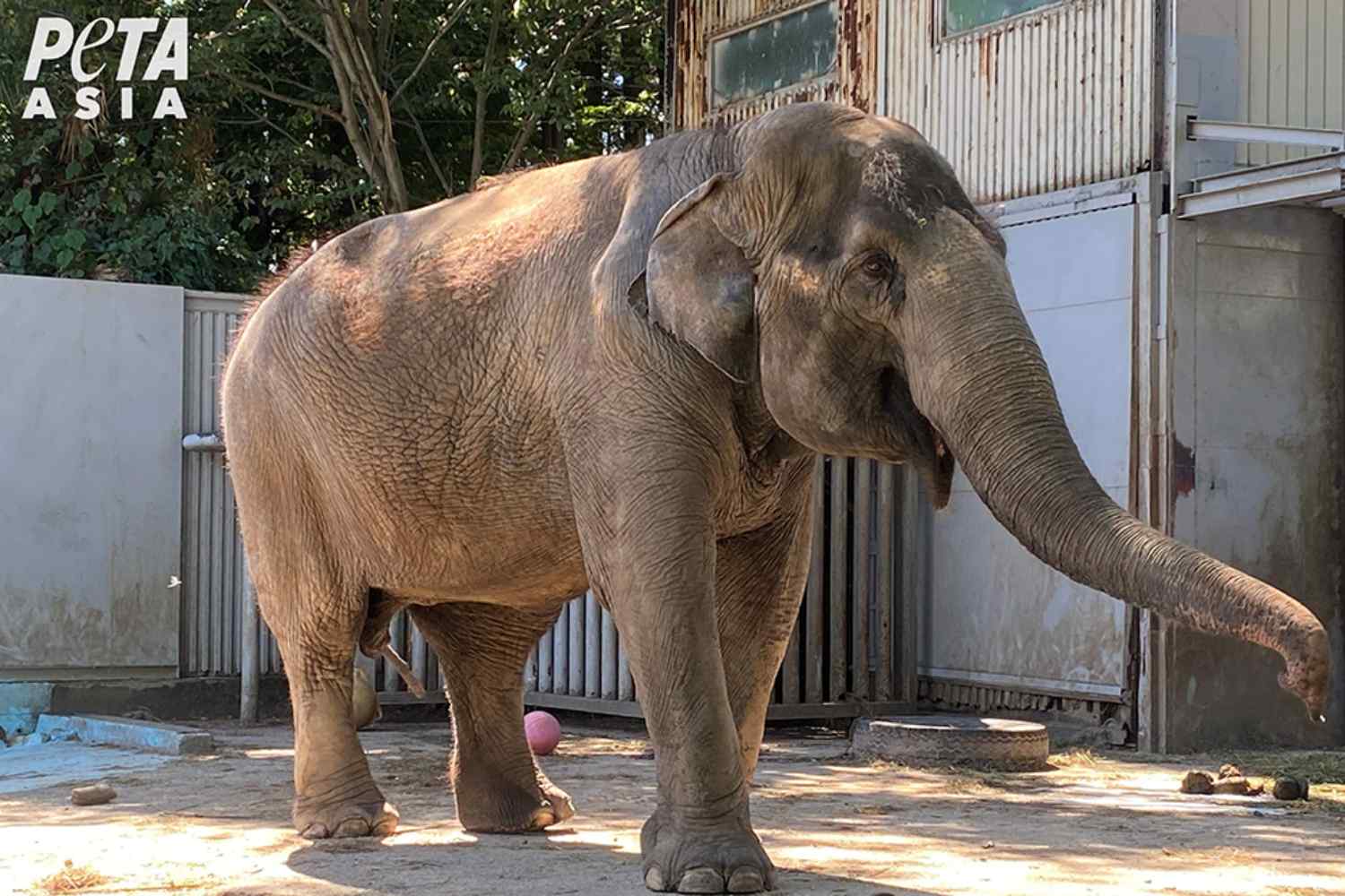 Miyako, l’elefantessa che vive in completa solitudine da 50 anni in uno zoo giapponese 1 Miyako elefantessa.jpg