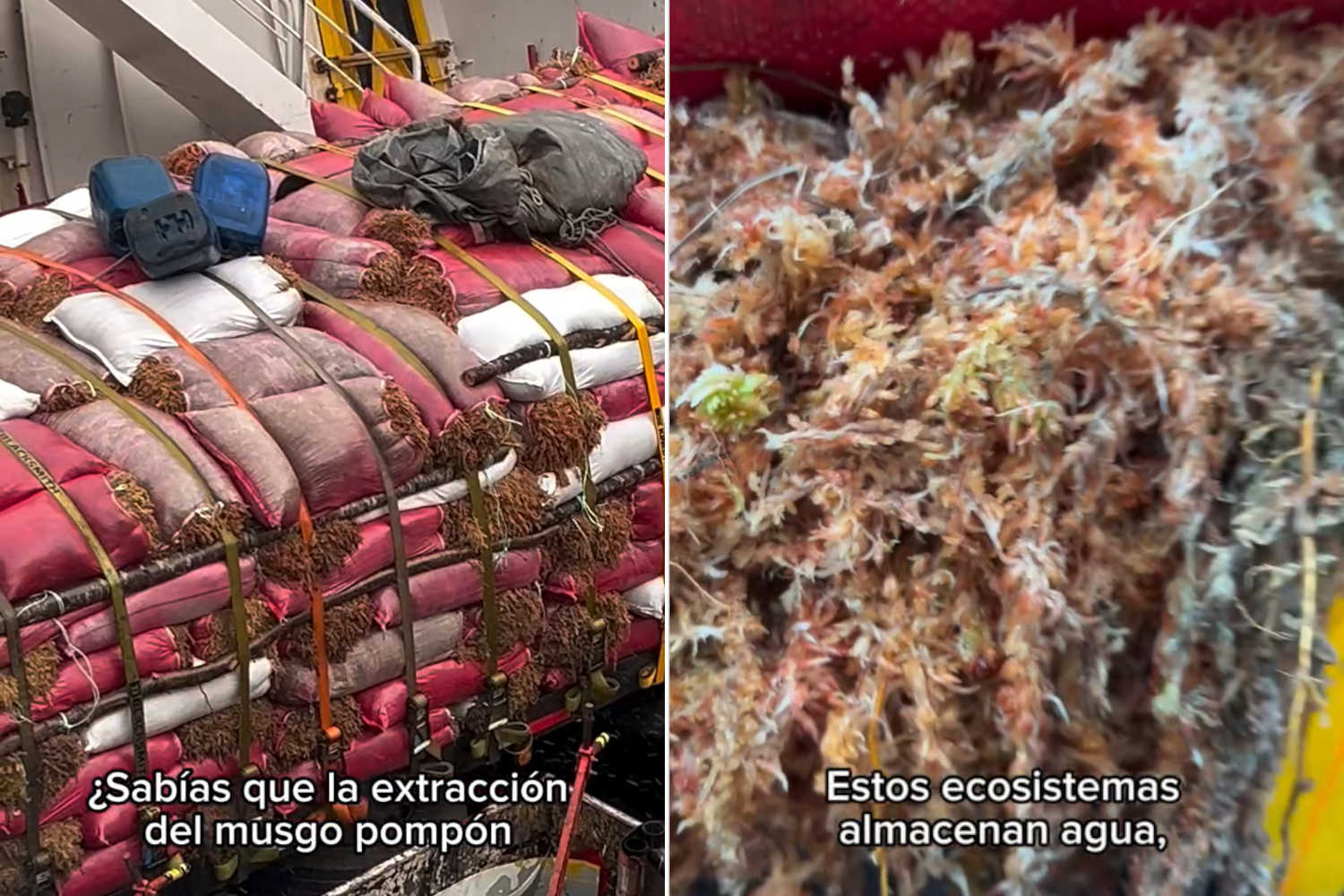 Il business milionario di questo muschio sta devastando gli ecosistemi della Patagonia 1 Muschio pompon.jpg