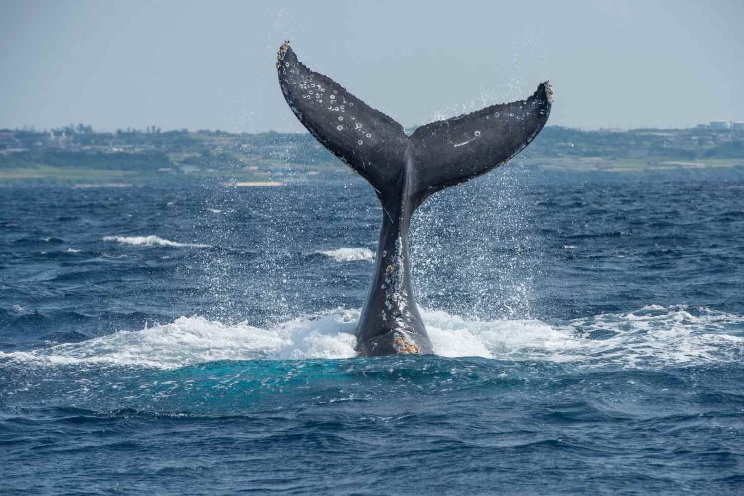 Perché le balene vivono così a lungo? Svelato finalmente il loro “trucco” (che però potrebbe metterle a rischio) 1 Nuotare balene.jpg