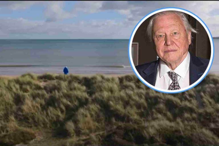 Ocean film David Attenborough.jpg