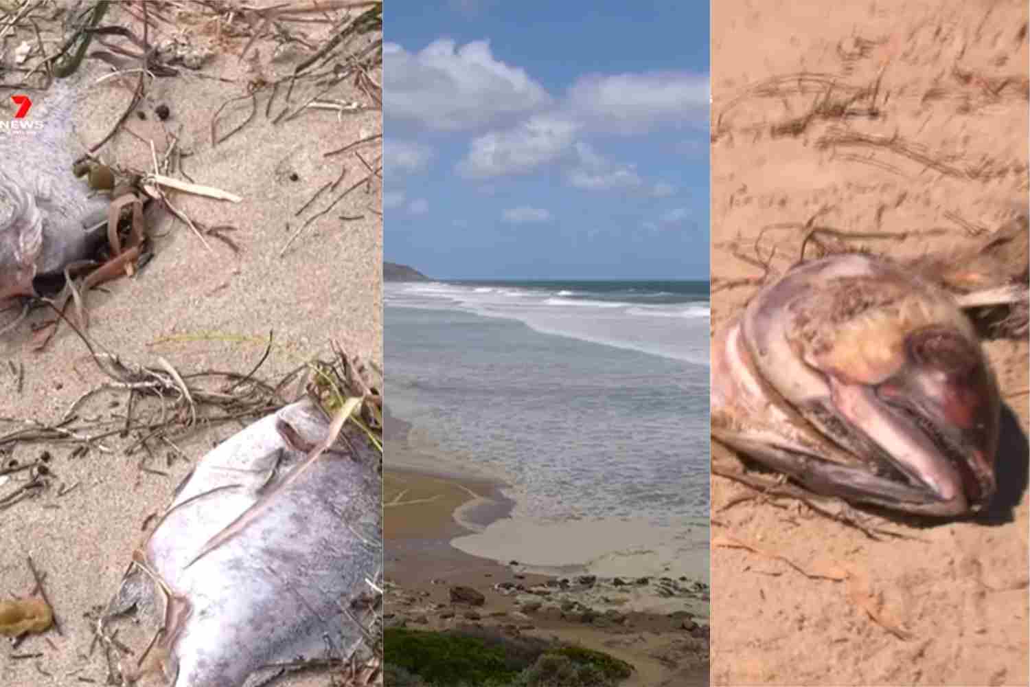 Allarme in Australia: un’alga tossica prolifera per il caldo anomalo e fa strage di 200 specie marine 1 Pesci morti Australia alga tossica.jpg