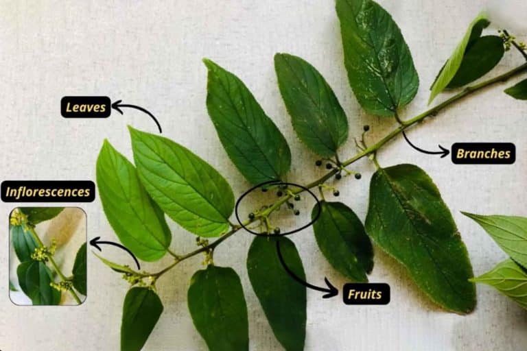 Pianta CBD Brasile.jpg