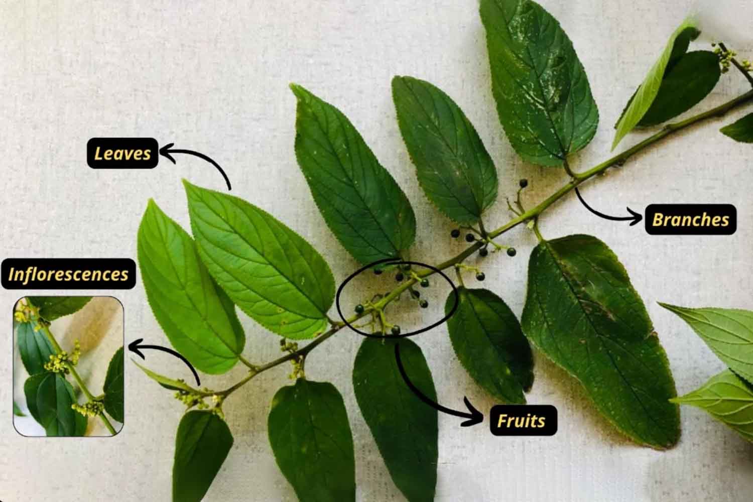Pianta CBD Brasile.jpg