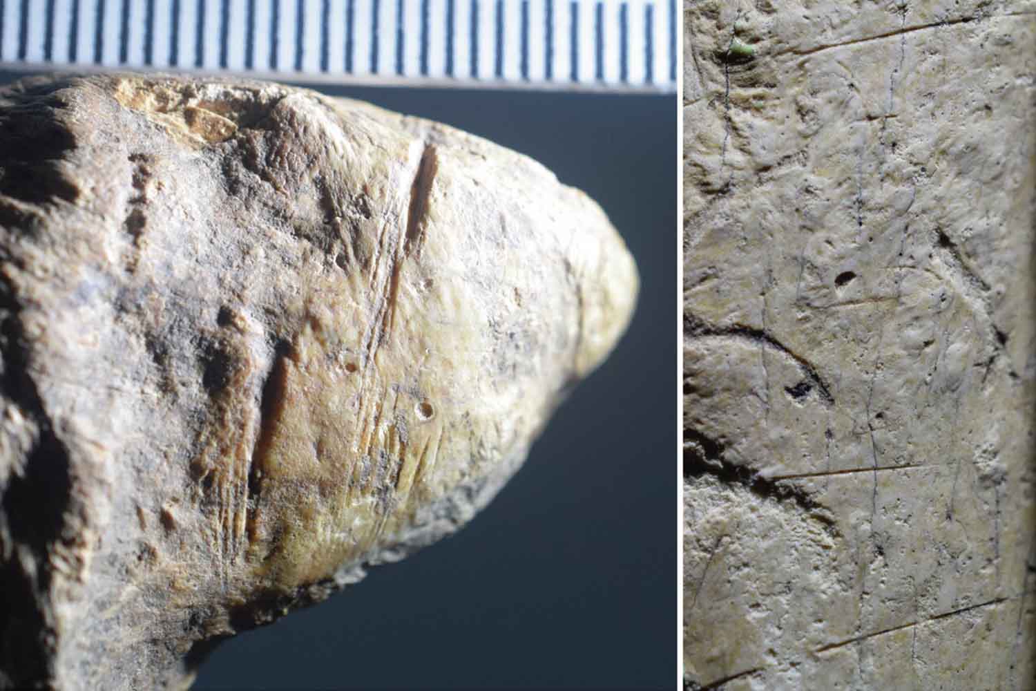 Fossili rumeni rivelano l’attività umana più antica d’Europa: una scoperta che riscrive la preistoria 1 Romania presenza umana piu antica in Europa.jpg