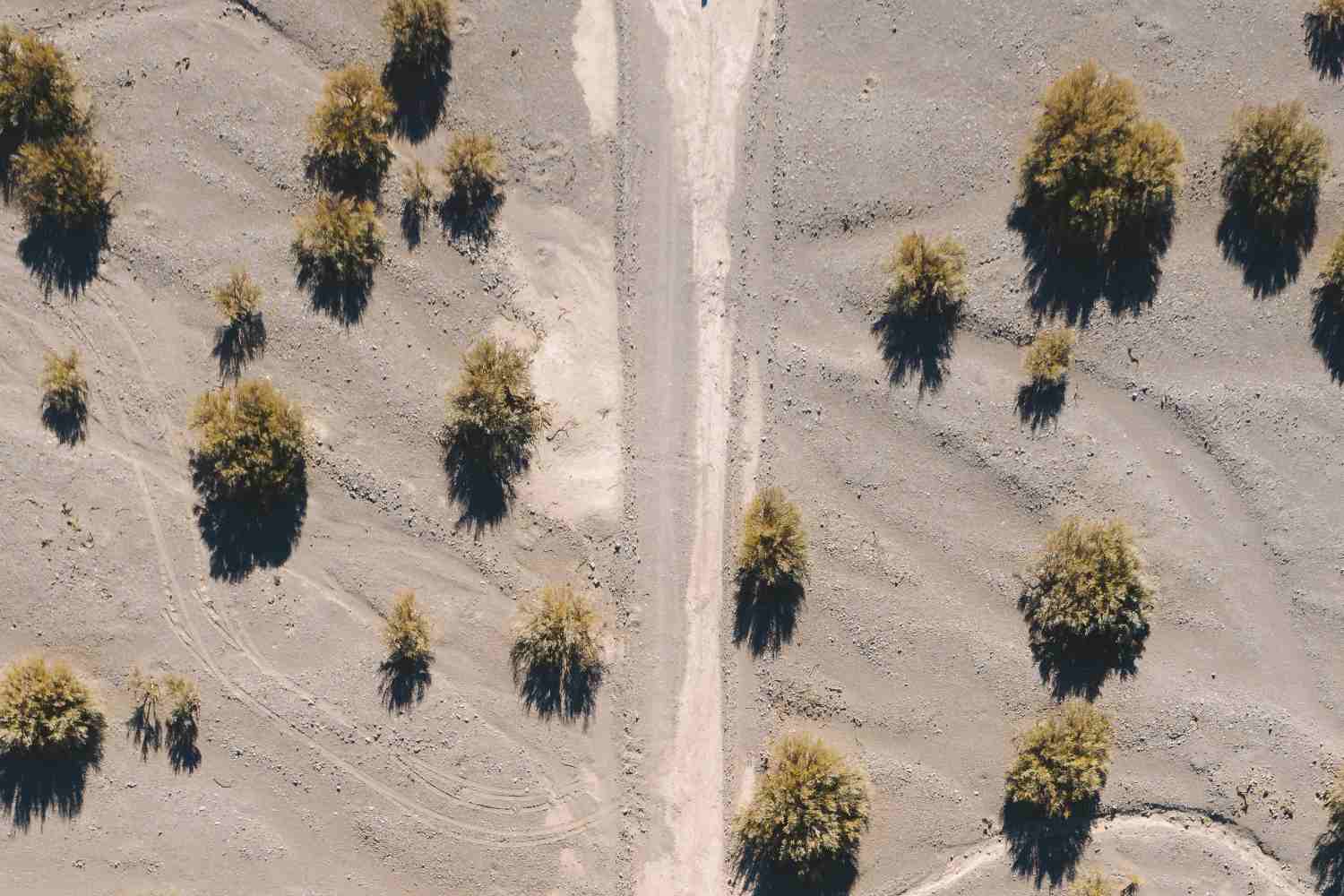 Svolta green in Arabia Saudita: si punta a piantare 10 miliardi di alberi contro la desertificazione e il degrado del suolo 1 Saudi Green Initiative.jpg