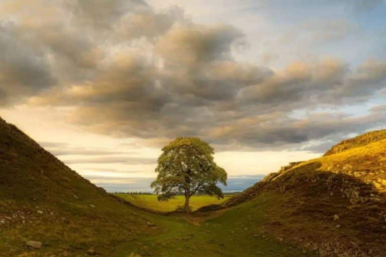 Sycamore Gap Tree.jpg