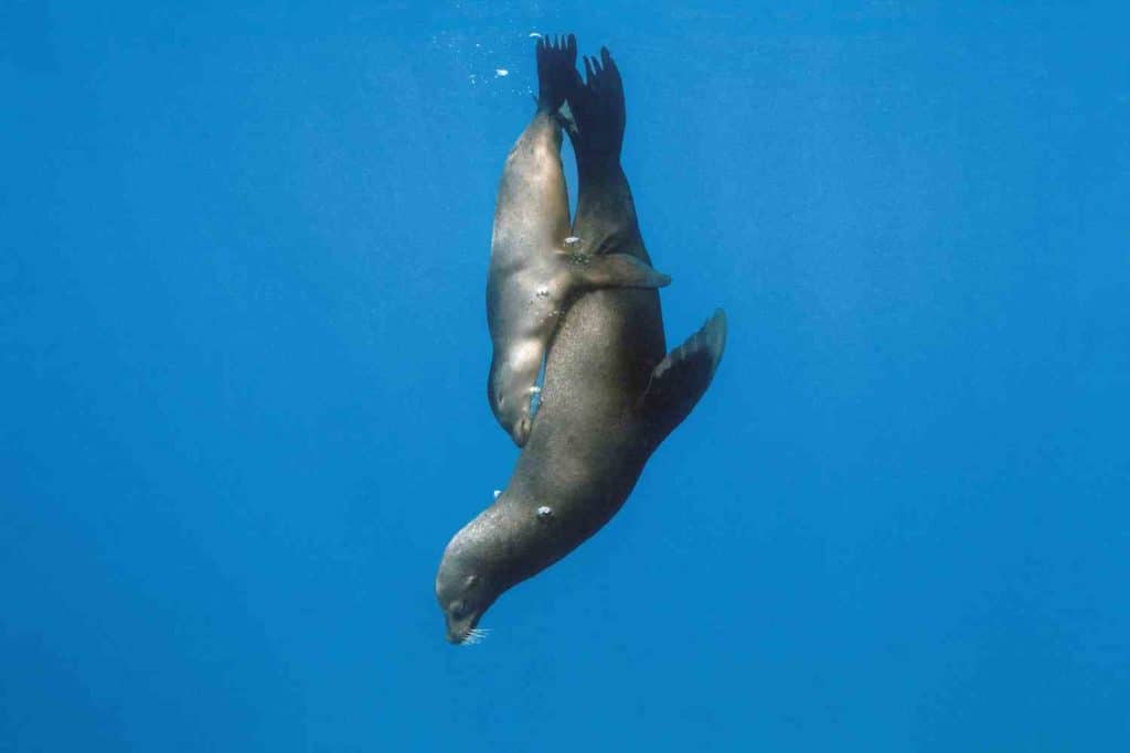 The Living Sea.jpg