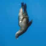 The Living Sea.jpg