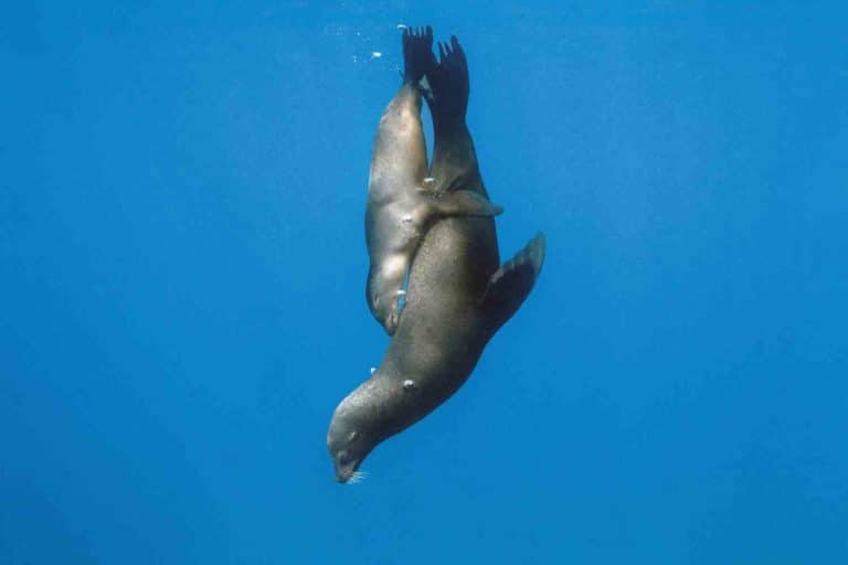 The Living Sea.jpg