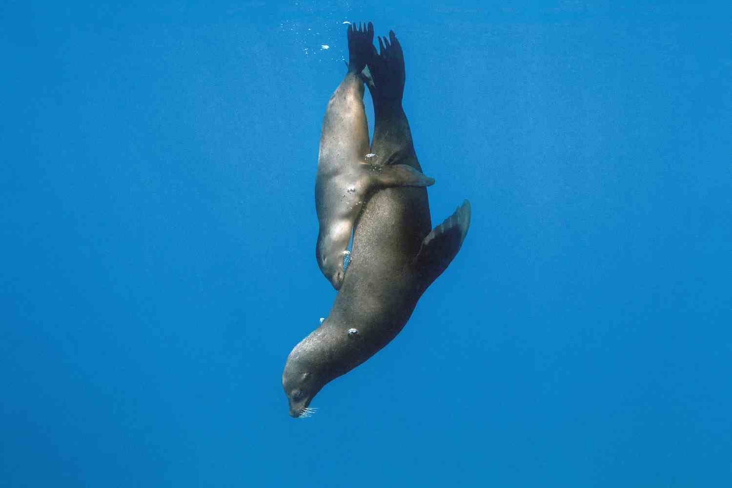 The Living Sea.jpg