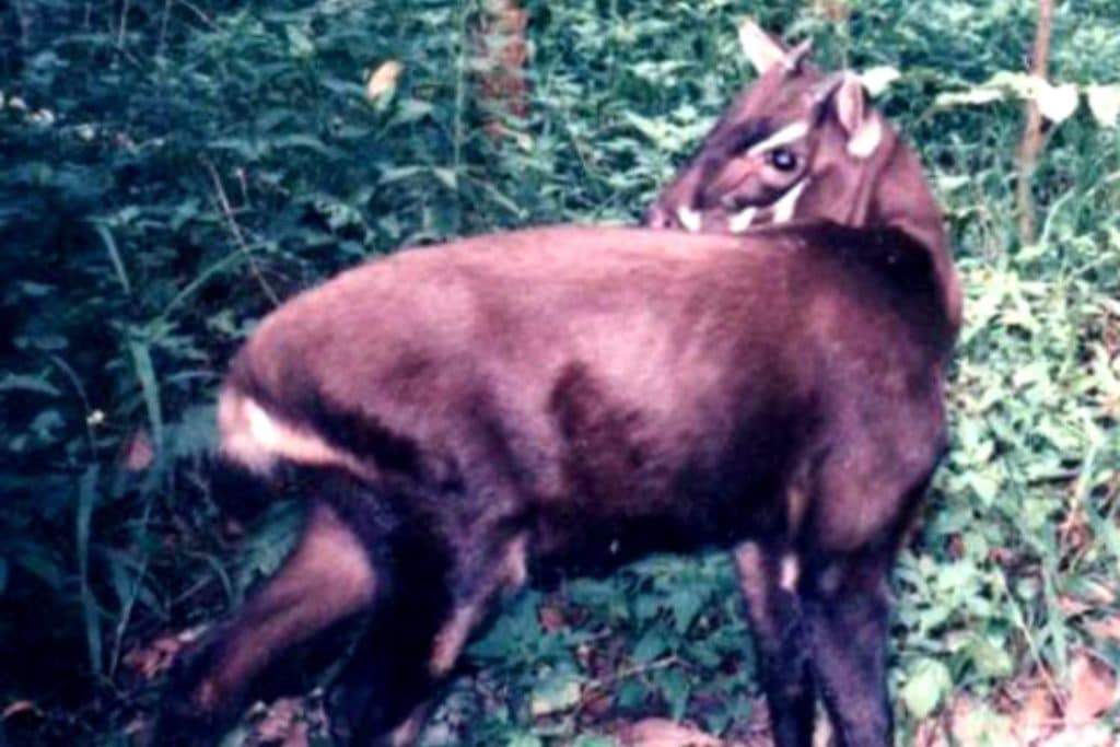 Unicorno asiatico.jpg