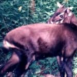 Unicorno asiatico.jpg