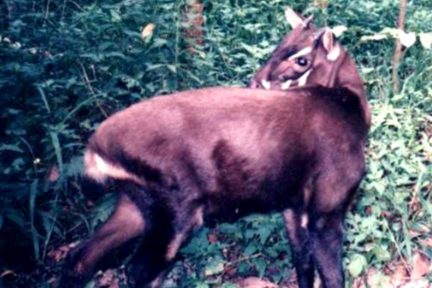 Il misterioso unicorno asiatico esiste ancora? Sequenziato per la prima volta il suo DNA 1 Unicorno asiatico.jpg