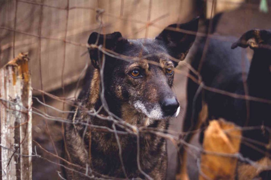 Verbania adotta un cane.jpg
