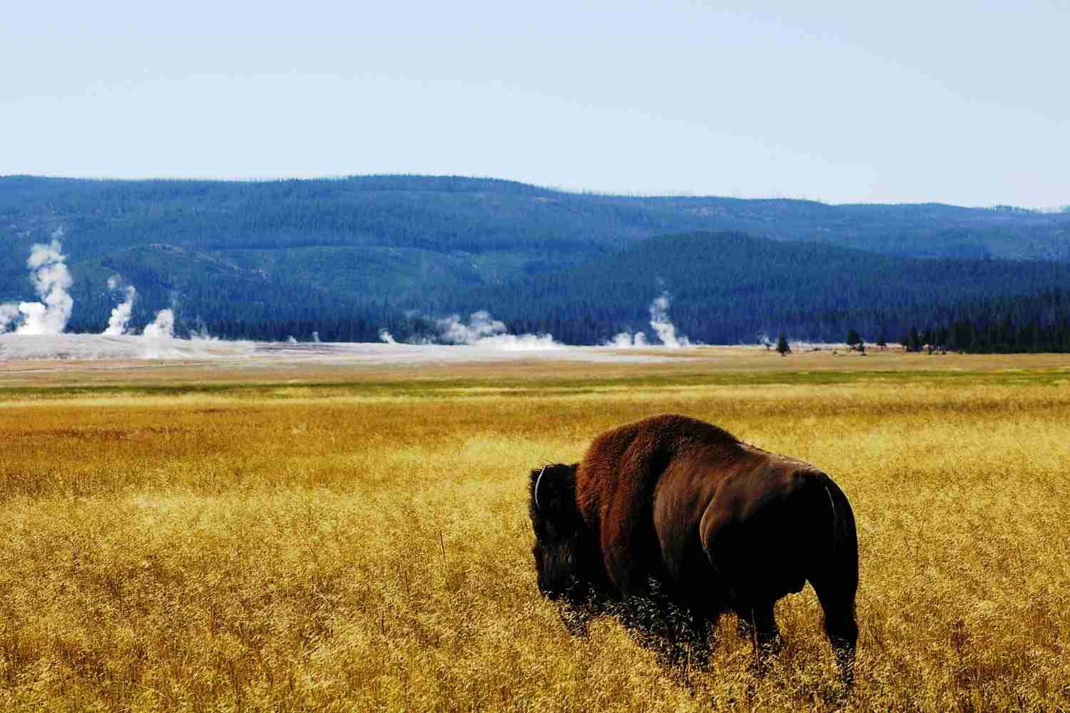 Yellowstone parco.jpg