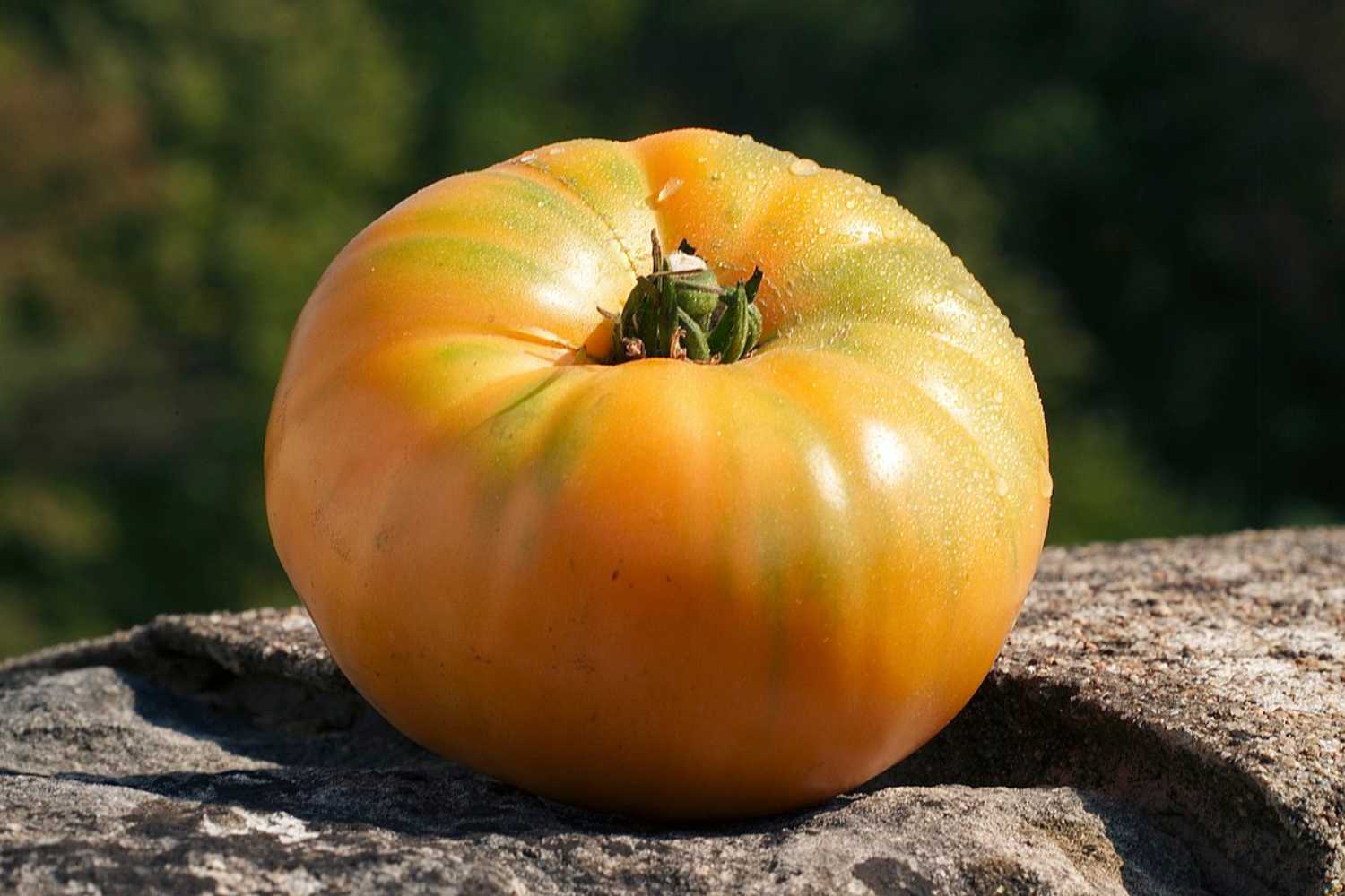 amana orange